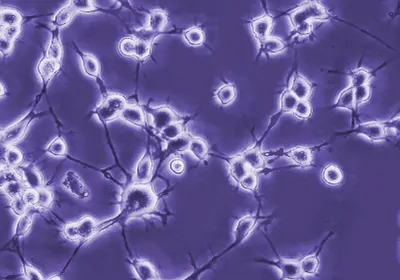Empower cell culture research at every preparation, growth, and analysis step